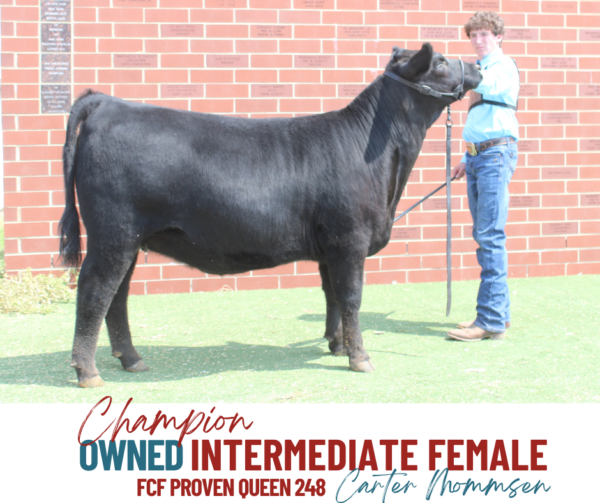 Show Results Iowa Angus Association
