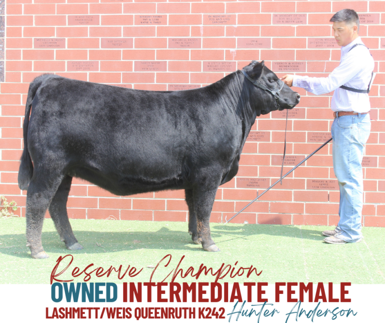 Show Results Iowa Angus Association