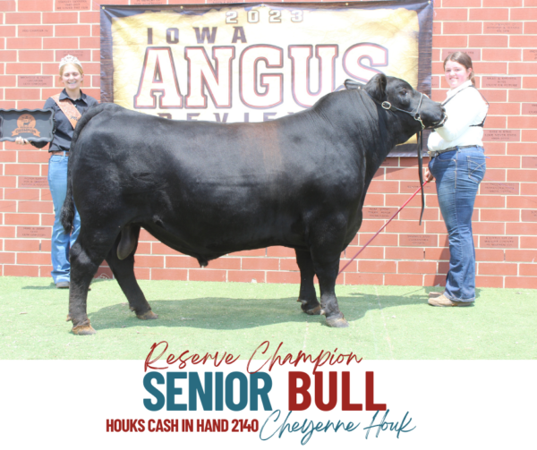 Show Results Iowa Angus Association
