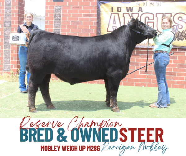 Show Results Iowa Angus Association