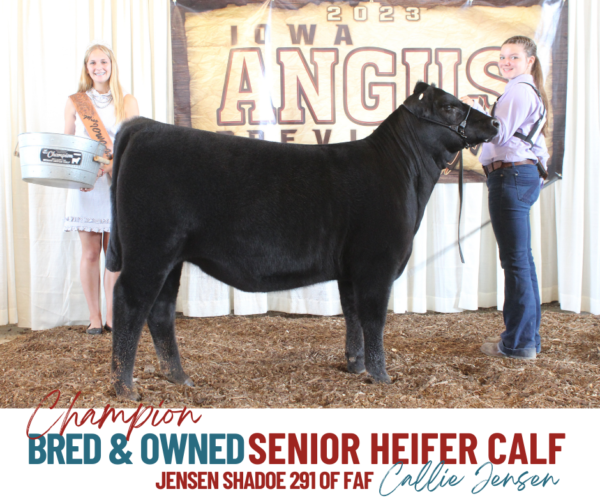 Show Results Iowa Angus Association