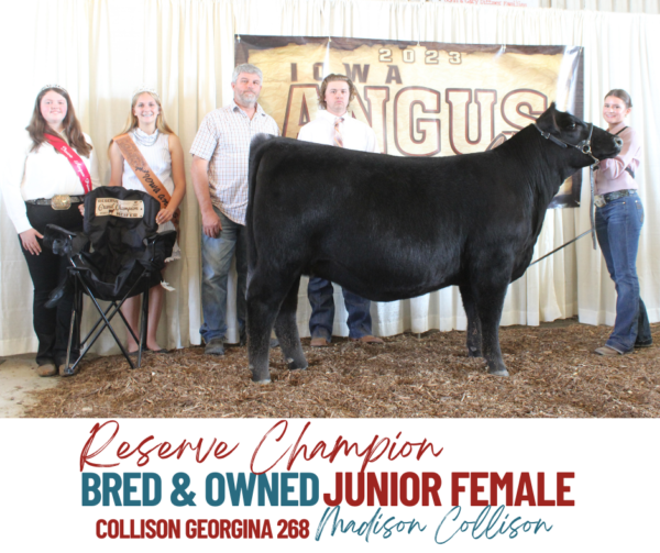 Show Results Iowa Angus Association